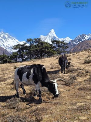 Everest Base Camp Trek – 12 Days photo 3