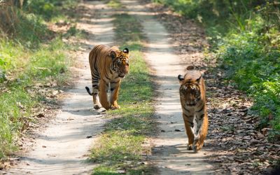 Chitwan Safari